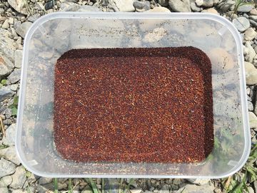 ある程度不純物を取り除いたカラシナの種