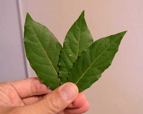 京都産月桂樹の葉