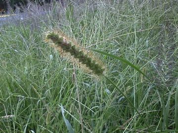 猫じゃらし エノコログサ を食べる オトコ中村の楽しい毎日