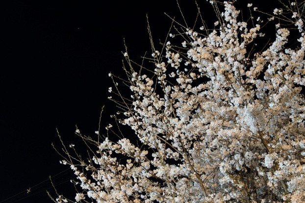 白っぽい夜桜