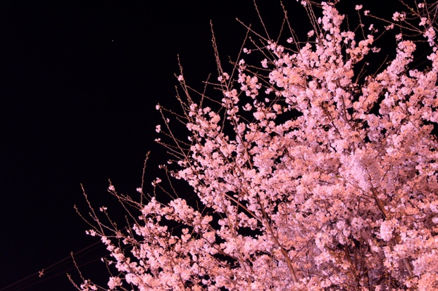 ピンクな夜桜