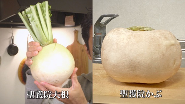 Shogoin radish and Shogoin turnip