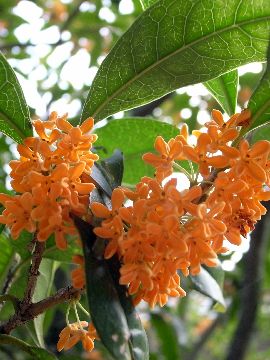 キンモクセイで桂花陳酒を作る オトコ中村の楽しい毎日